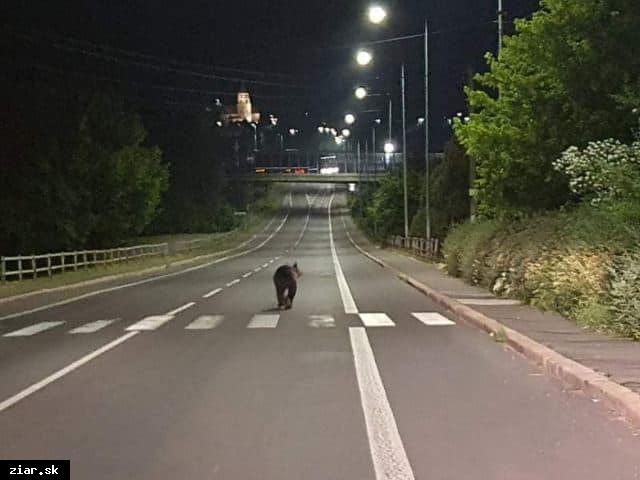 obr: Medveď v uliciach nášho mesta