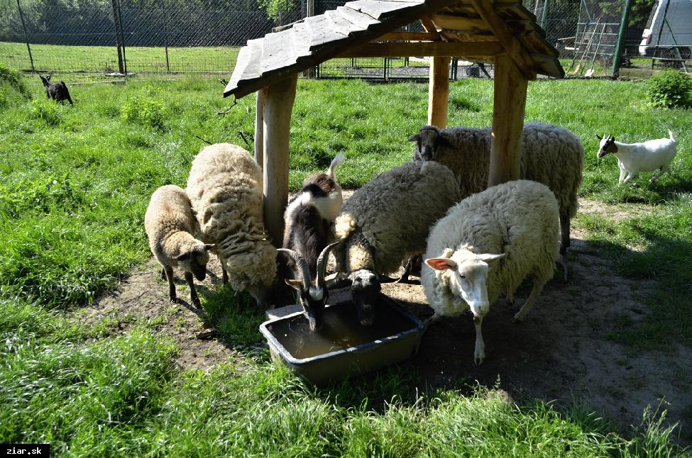 V Minizoo má svoj domov desať druhov zvierat