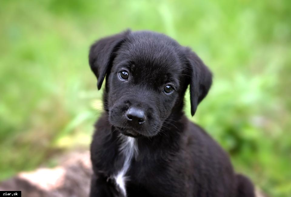 Martina Hamšíková krstnou mamou Chlpáča