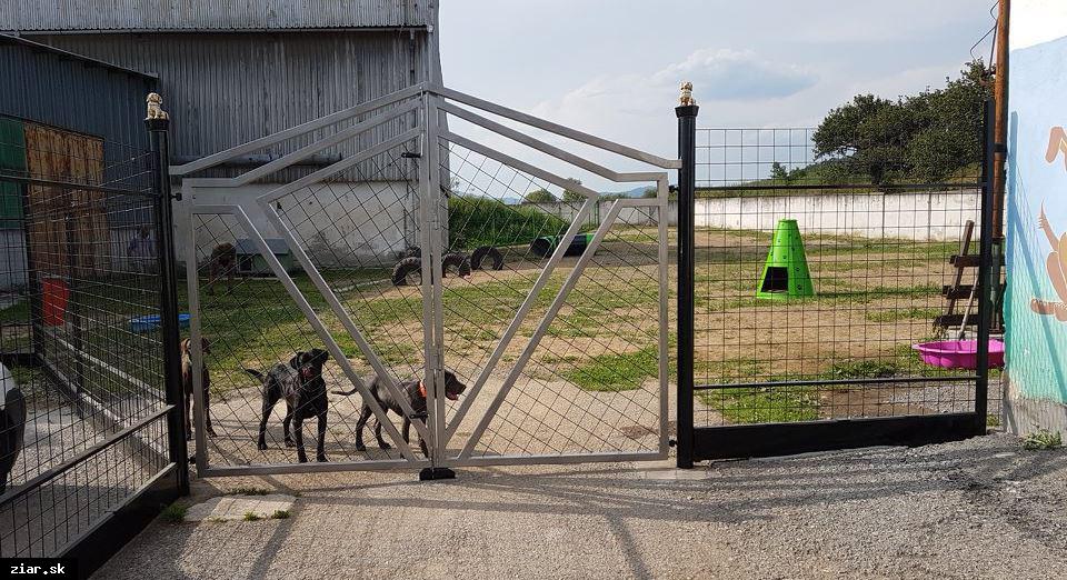 Útulok pre psov prechádza pod správu mesta