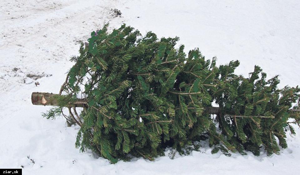 obr: Aj tohto roku budeme zbierať živé vianočné stromčeky