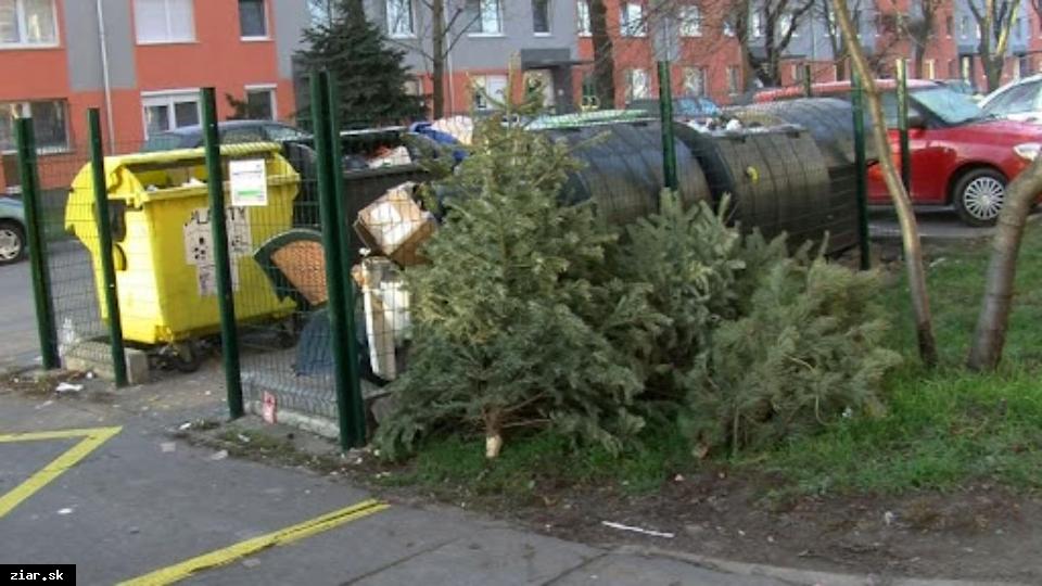 obr: Zbierame živé vianočné stromčeky