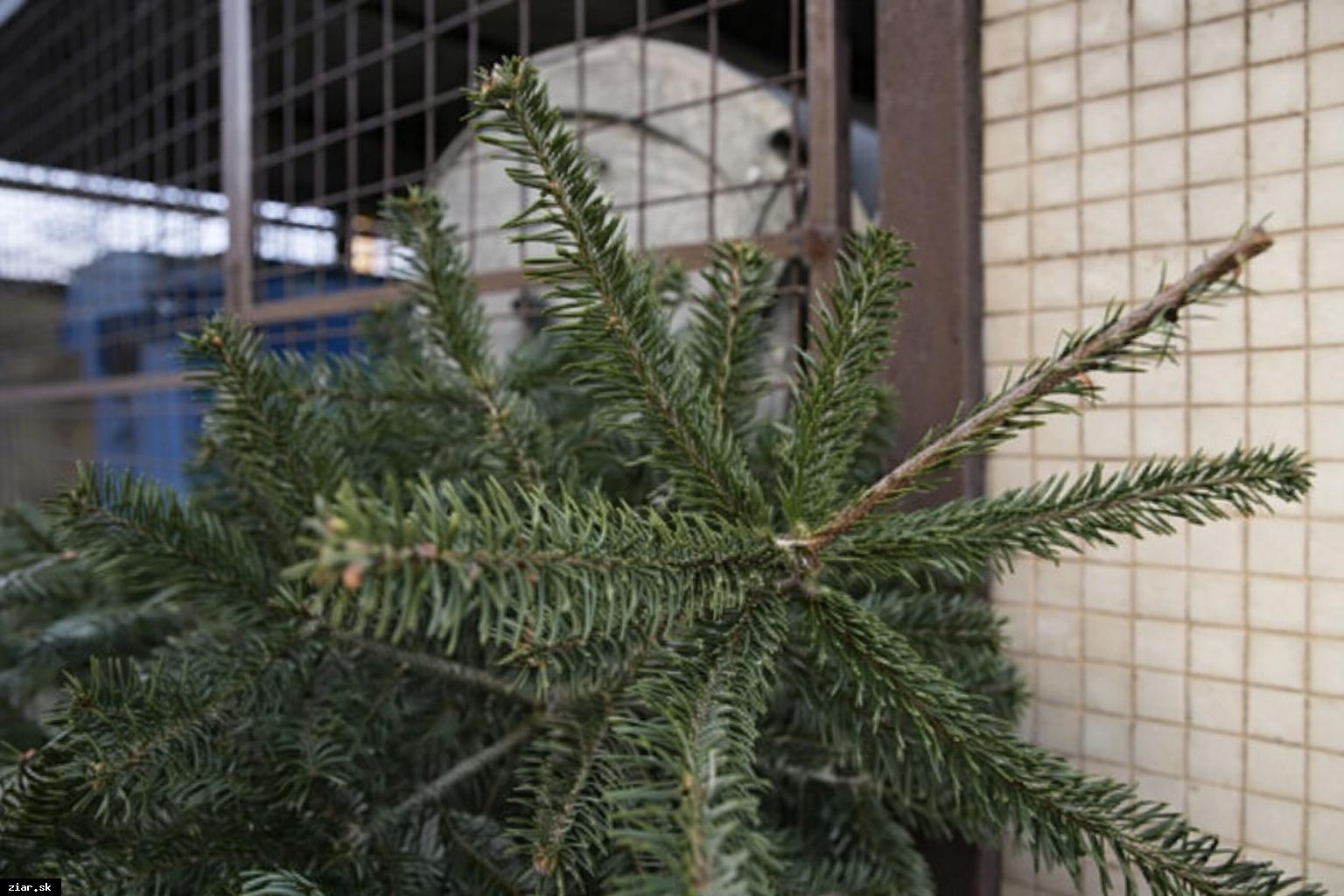 Aj v roku 2026 budeme zbierať živé vianočné stromčeky. Tu sú januárové termíny