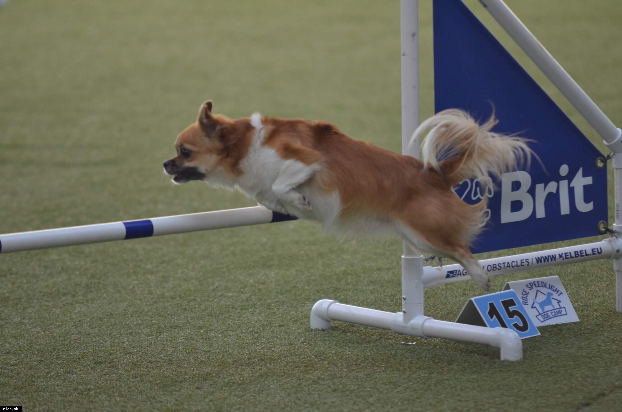 Žiarčanka Lenka na Majstrovstvách Slovenska v agility