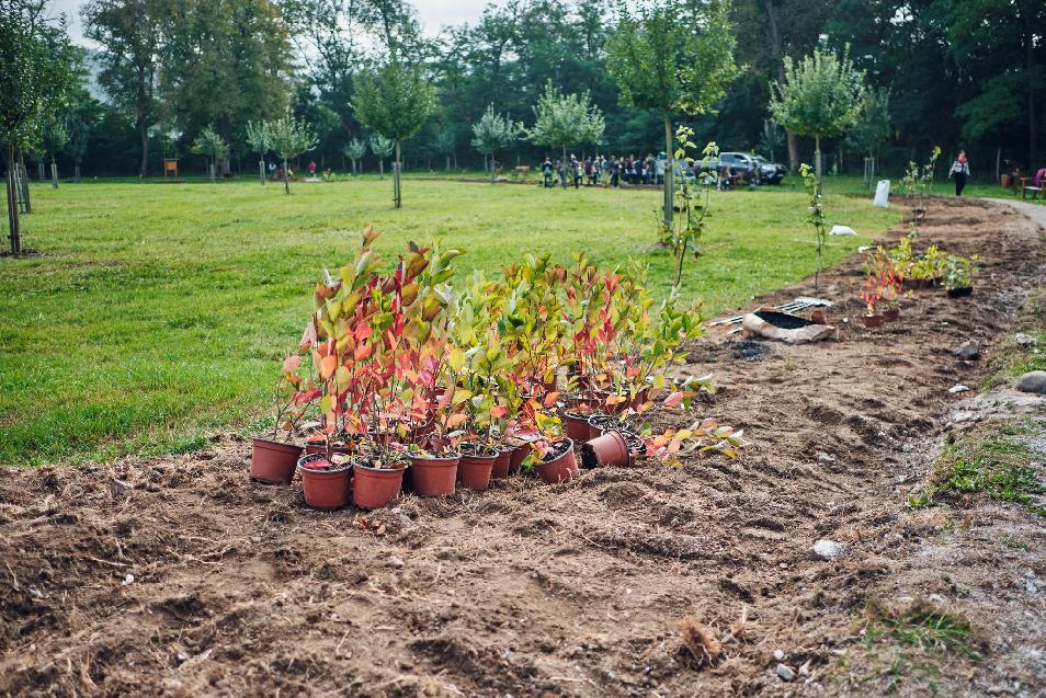 V mestskom sade sa vysadilo 300 kríkov netradičných ovocných druhov